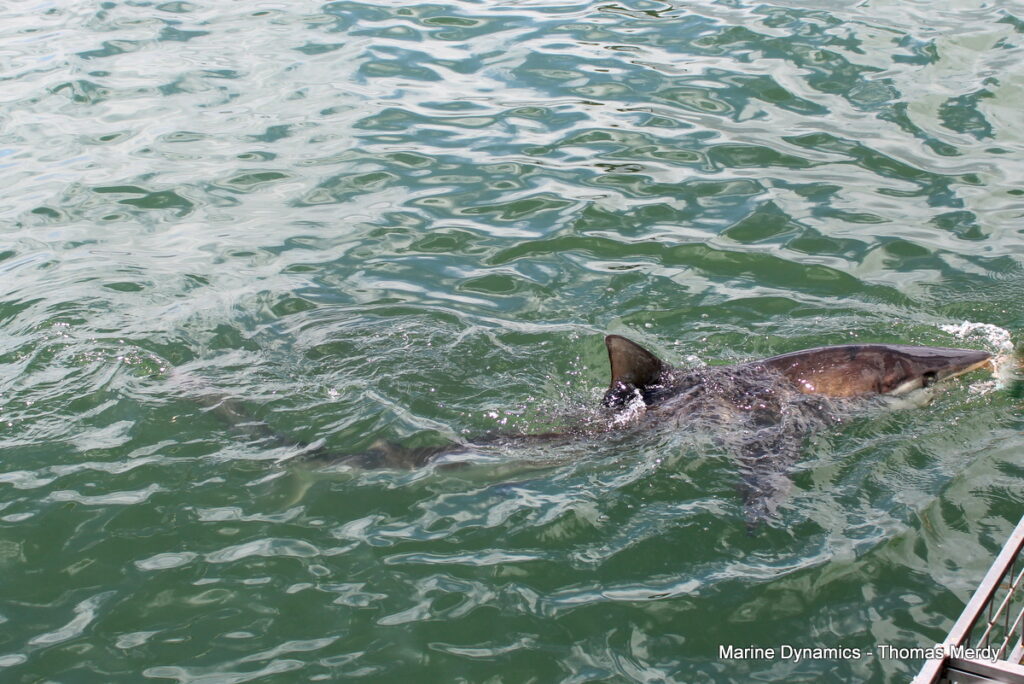 South Africa, Gansbaai, Shark cage diving