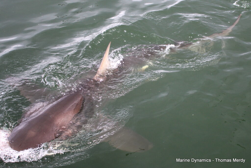 Shark cage diving, South Africa, Gansbaai