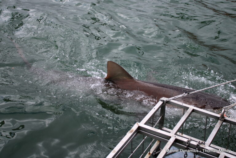 Shark cage diving, South Africa, Gansbaai