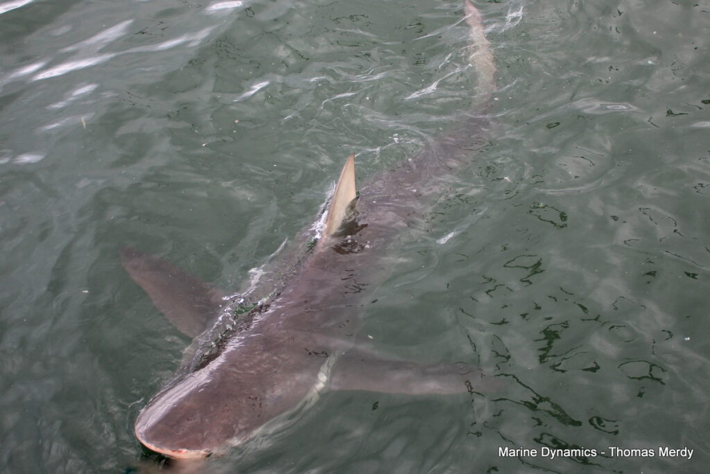Shark cage diving, South Africa, Gansbaai