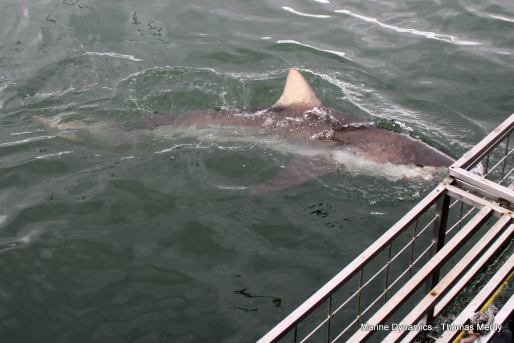 Shark cage diving, South Africa, Gansbaai
