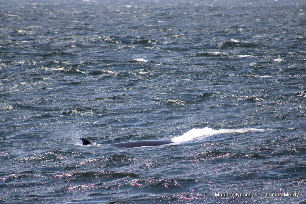 Shark cage diving, South Africa, Gansbaai