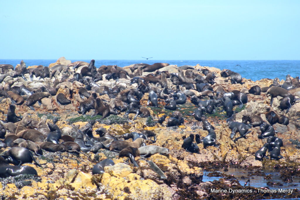 Shark cage diving, South Africa, Gansbaai