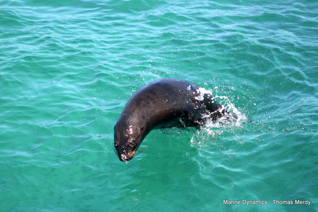 Shark cage diving, South Africa, Gansbaai