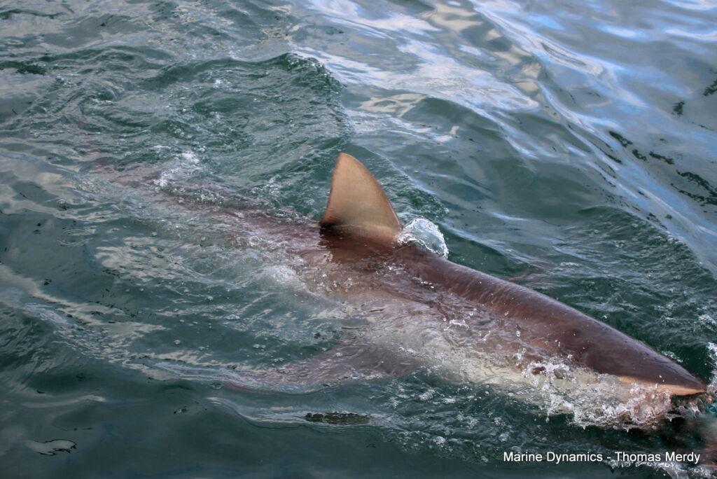 Shark cage diving, South Africa, Gansbaai