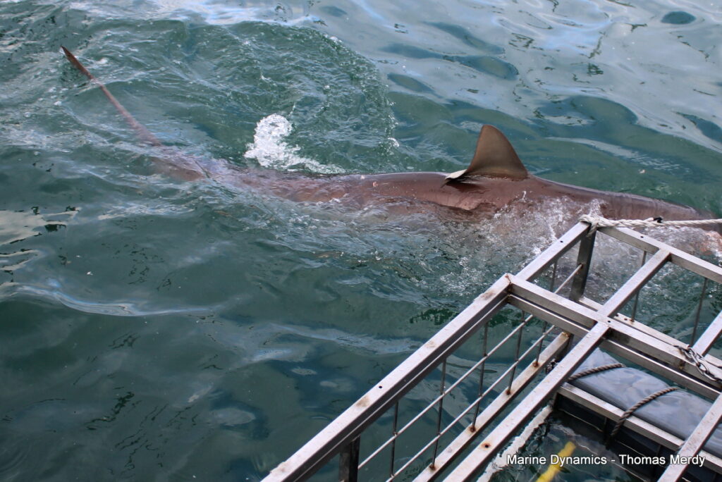 Shark cage diving, South Africa, Gansbaai