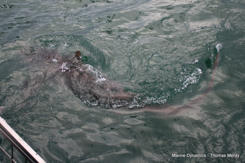 Shark cage diving, South Africa, Gansbaai