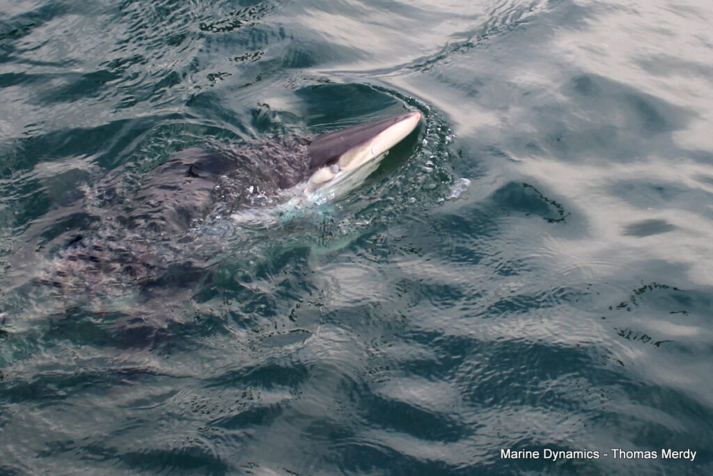 Shark cage diving, South Africa, Gansbaai