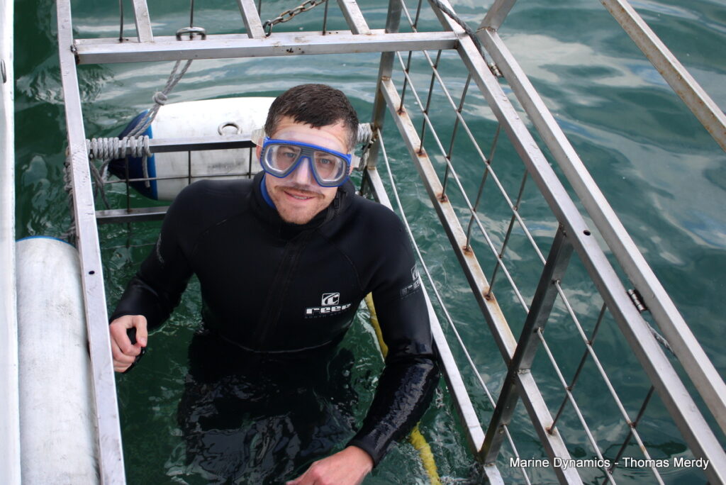 Shark cage diving, South Africa, Gansbaai