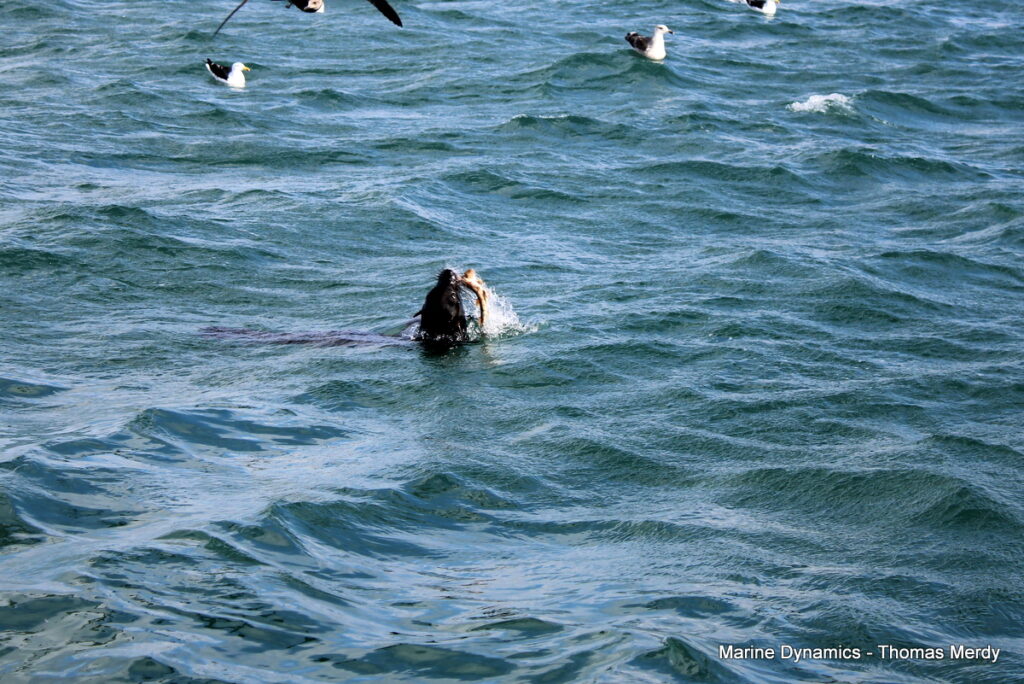 Shark cage diving, South Africa, Gansbaai