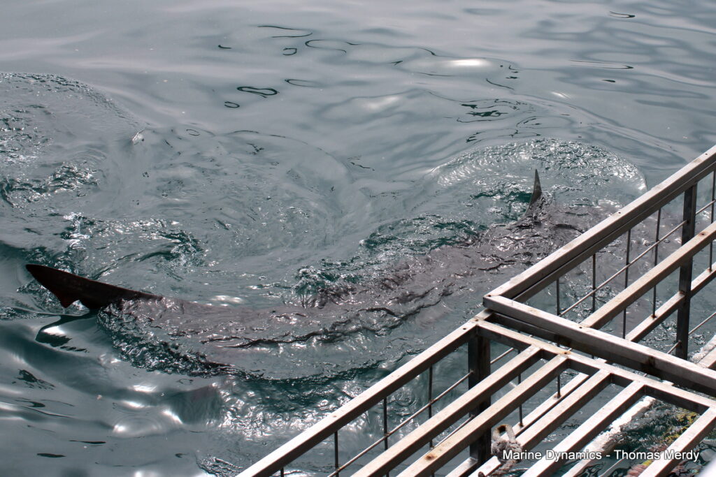 South Africa, Shark cage diving, Gansbaai