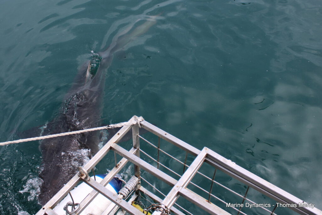 South Africa, Shark cage diving, Gansbaai