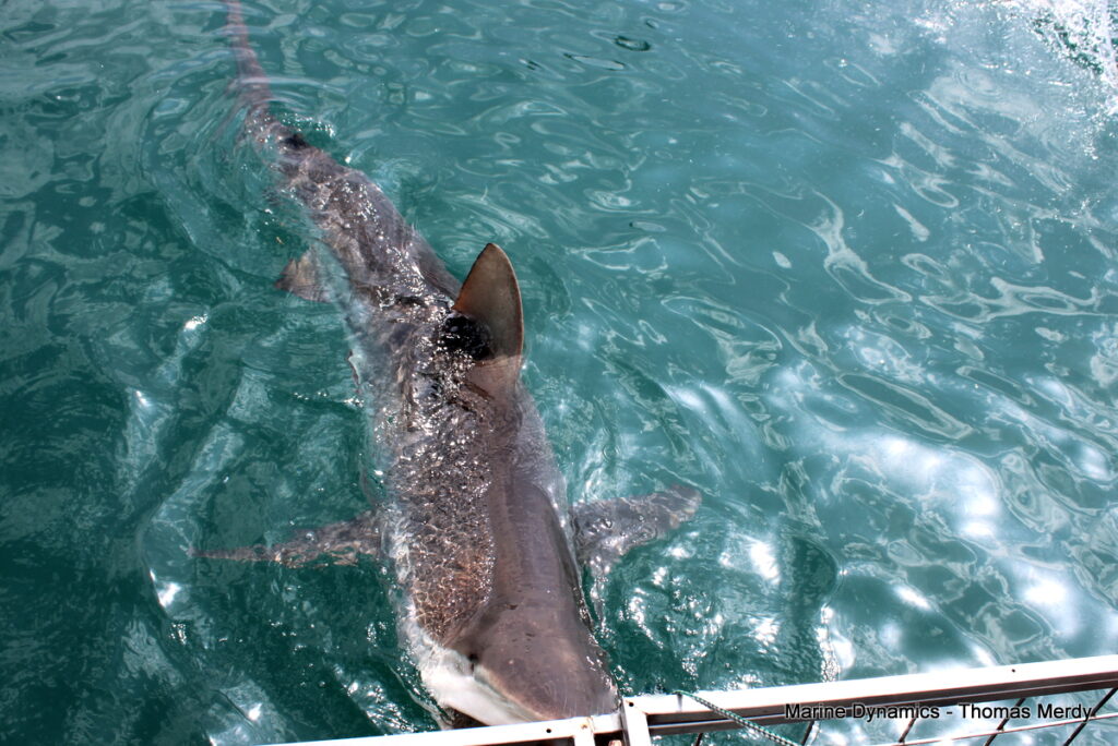 South Africa, Shark cage diving, Gansbaai