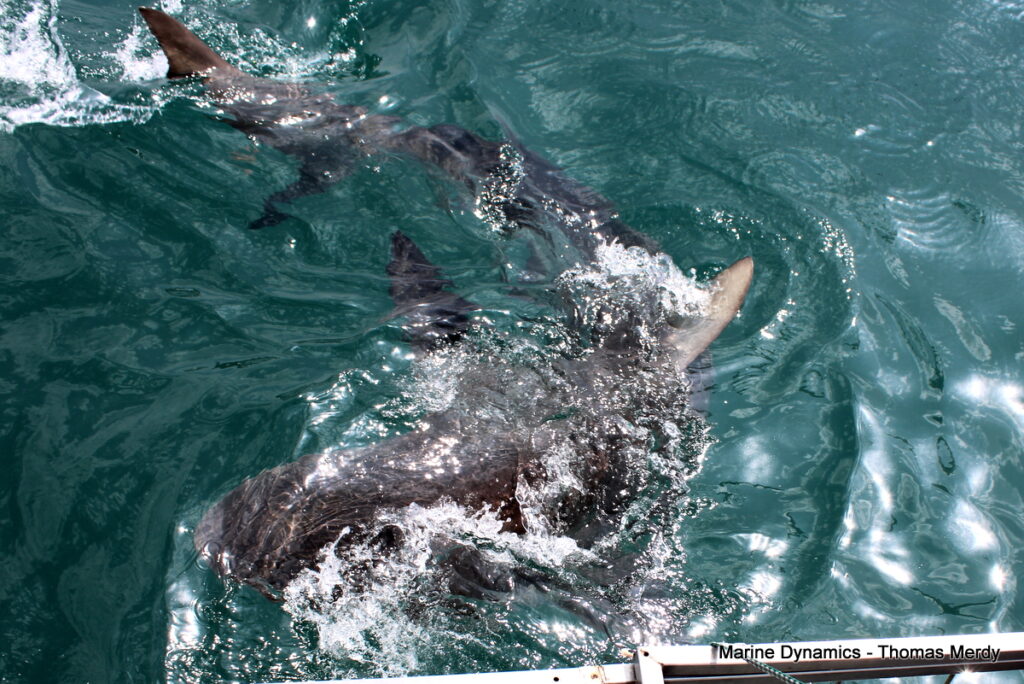 South Africa, Shark cage diving, Gansbaai