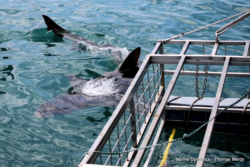 South Africa, Shark cage diving, Gansbaai