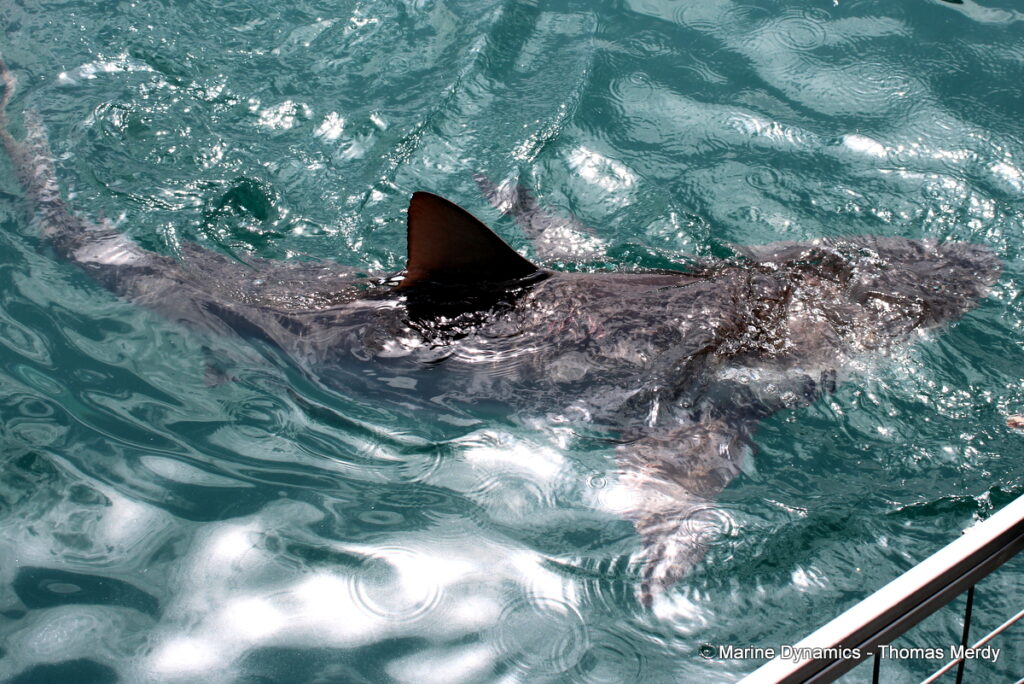 South Africa, Shark cage diving, Gansbaai