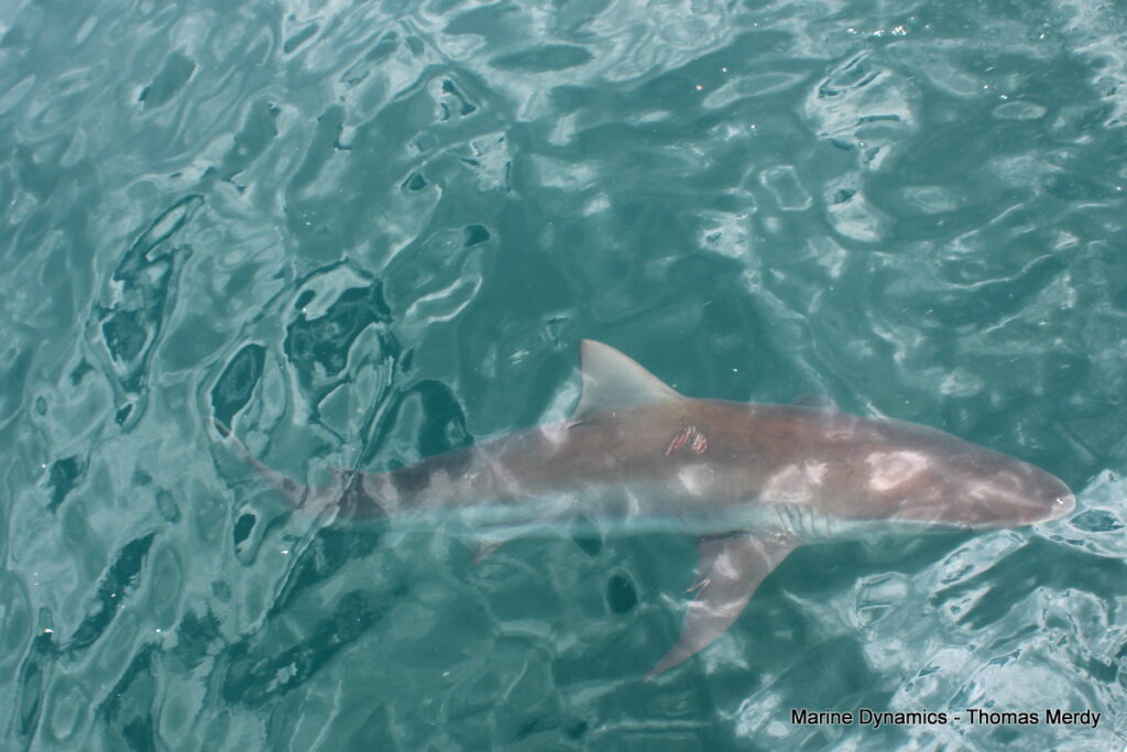 South Africa, Shark cage diving, Gansbaai