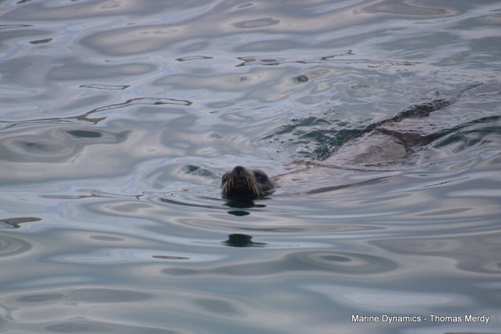 South Africa, Shark cage diving, Gansbaai