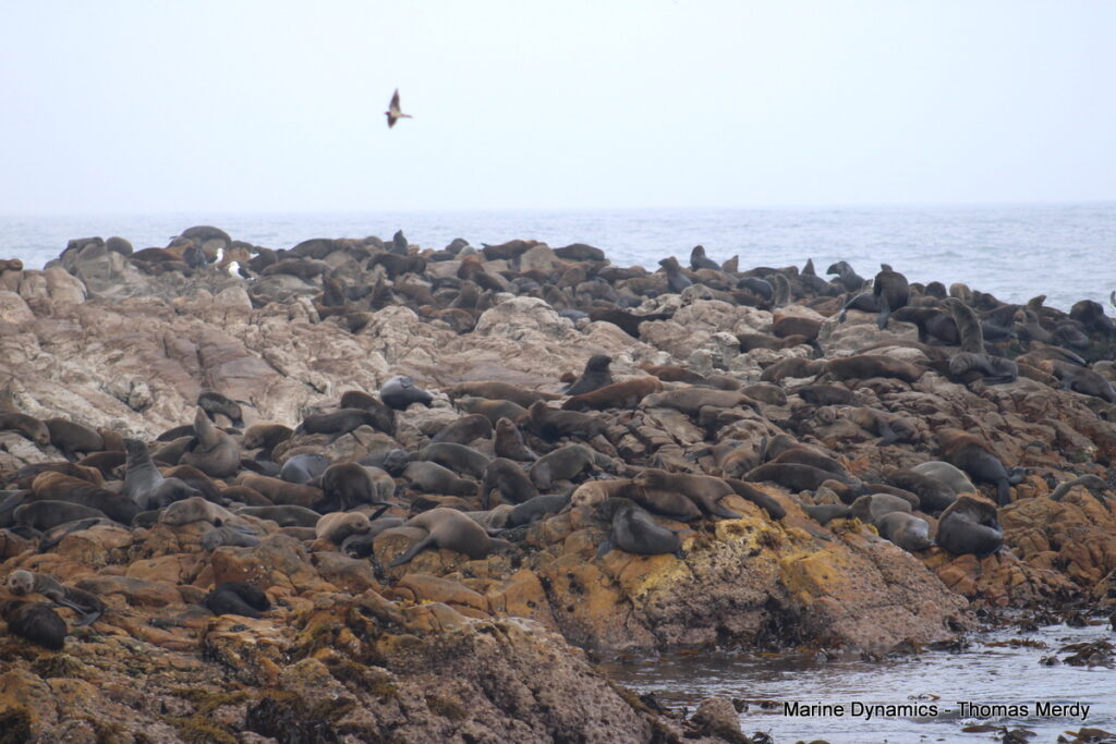 South Africa, Shark cage diving, Gansbaai