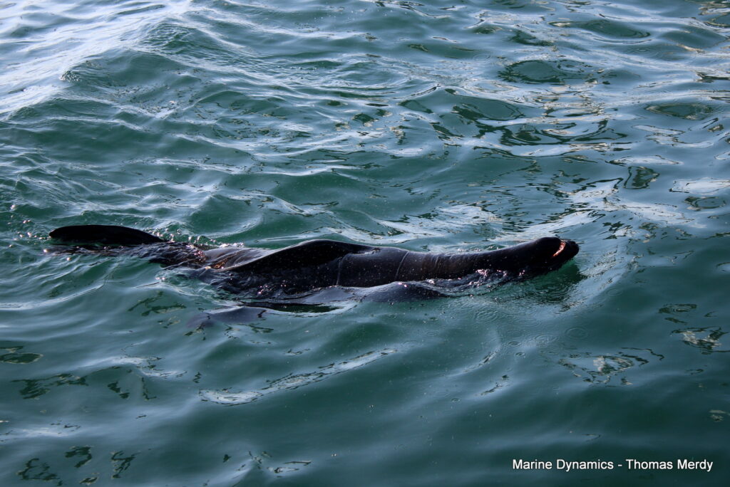 Shark cage diving, South Africa, Gansbaai