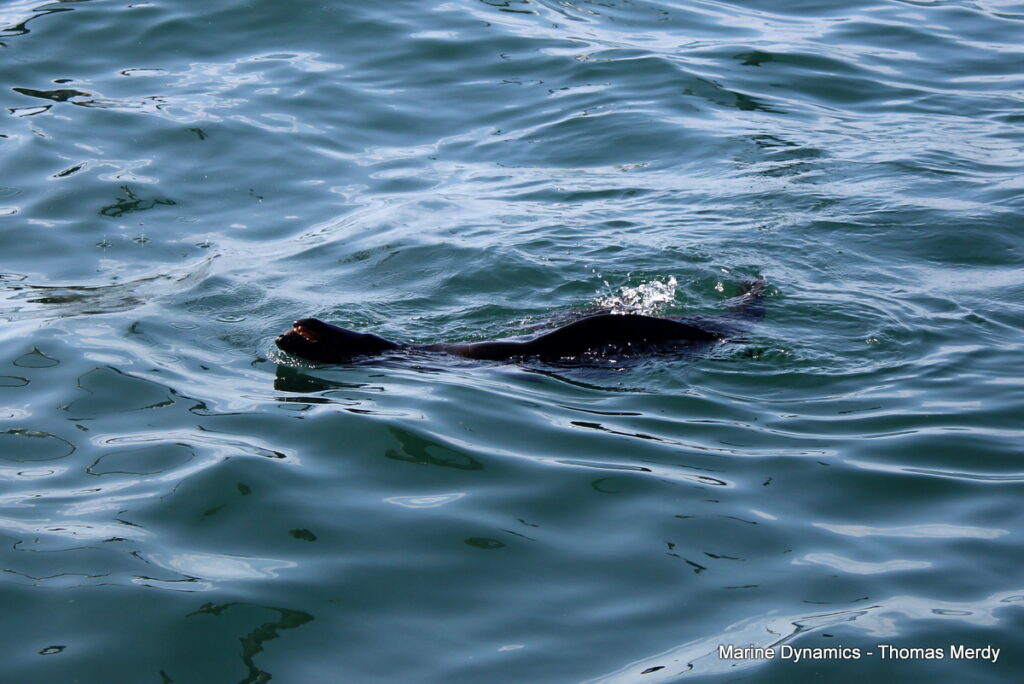 Shark cage diving, South Africa, Gansbaai