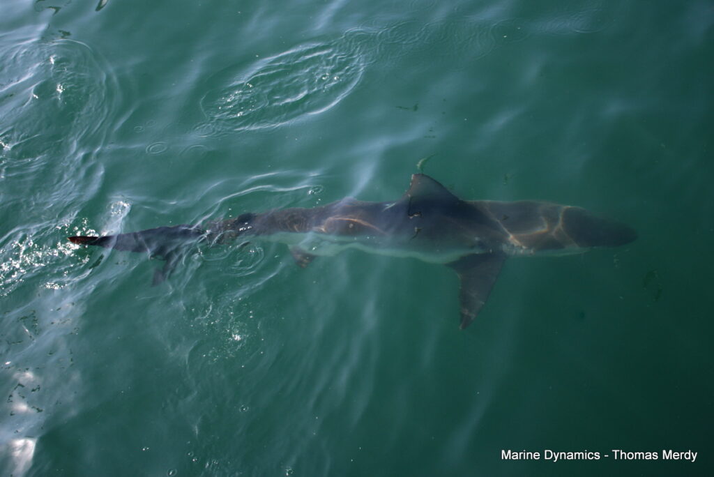 Shark cage diving, South Africa, Gansbaai