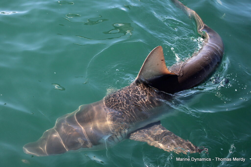 Shark cage diving, South Africa, Gansbaai