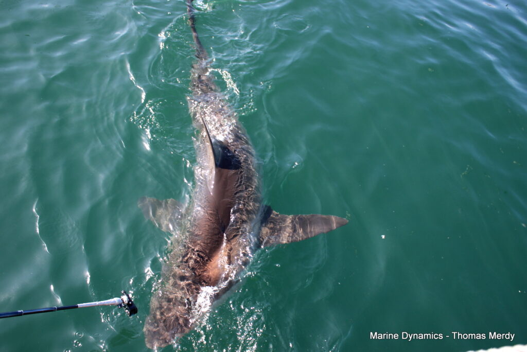 Shark cage diving, South Africa, Gansbaai