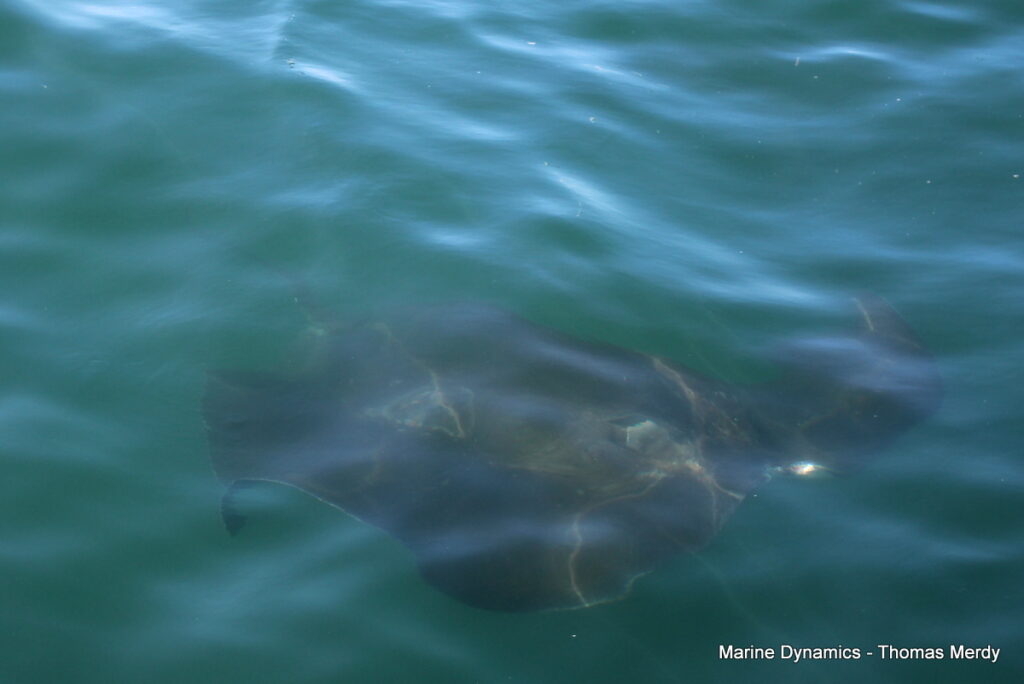 Shark cage diving, South Africa, Gansbaai