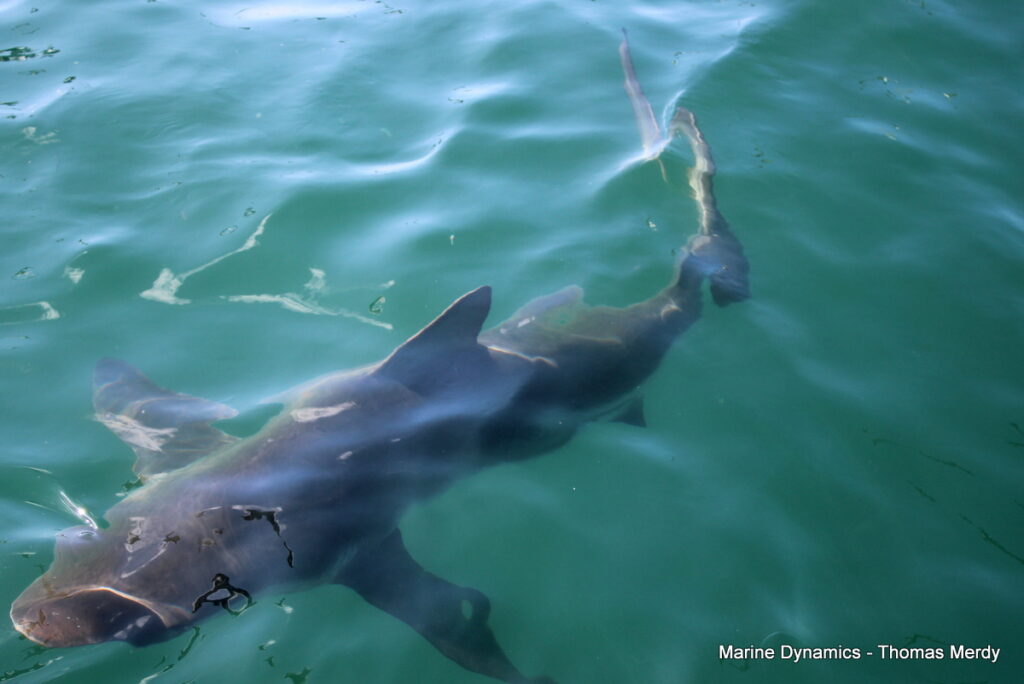 Shark cage diving, South Africa, Gansbaai