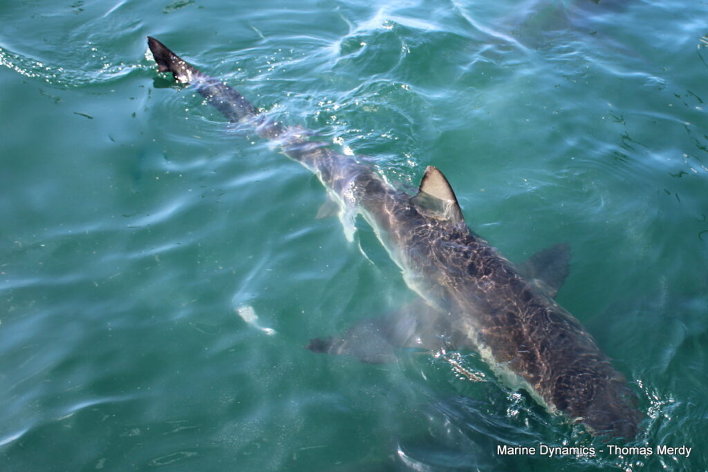 Shark cage diving, South Africa, Gansbaai