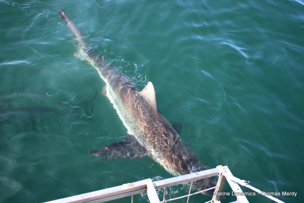 Shark cage diving, South Africa, Gansbaai