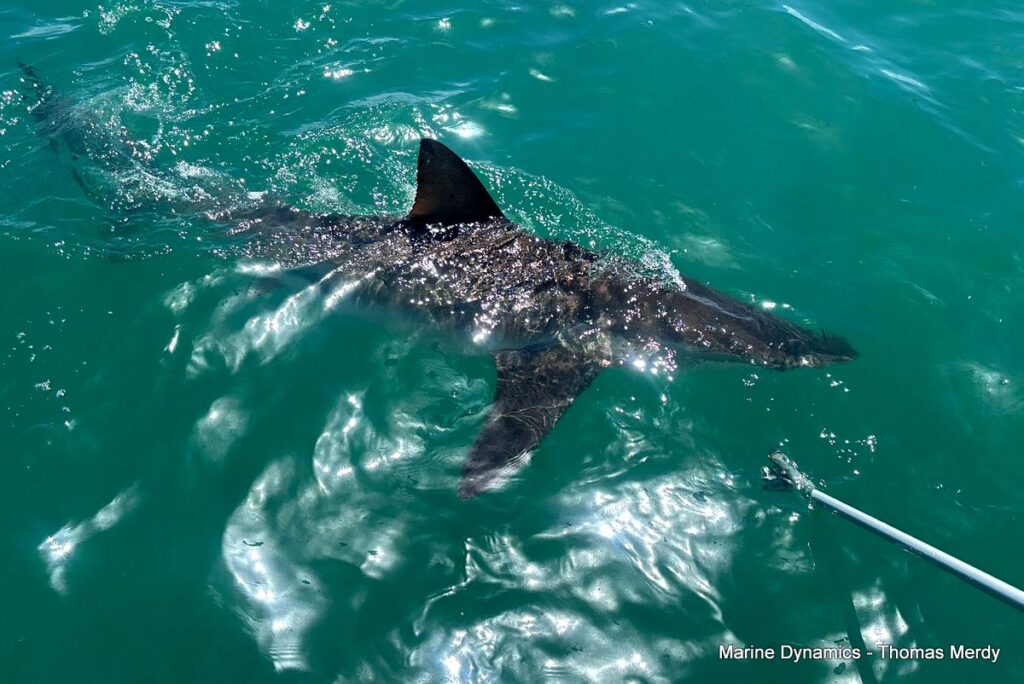 Shark cage diving, South Africa, Gansbaai