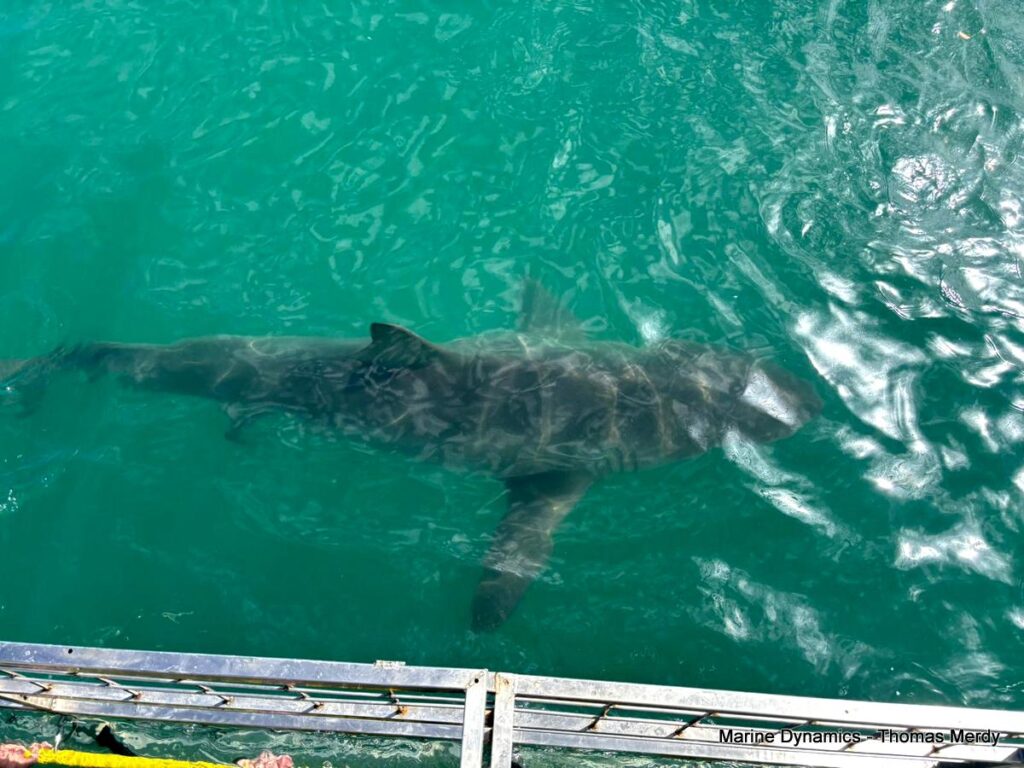 Shark cage diving, South Africa, Gansbaai