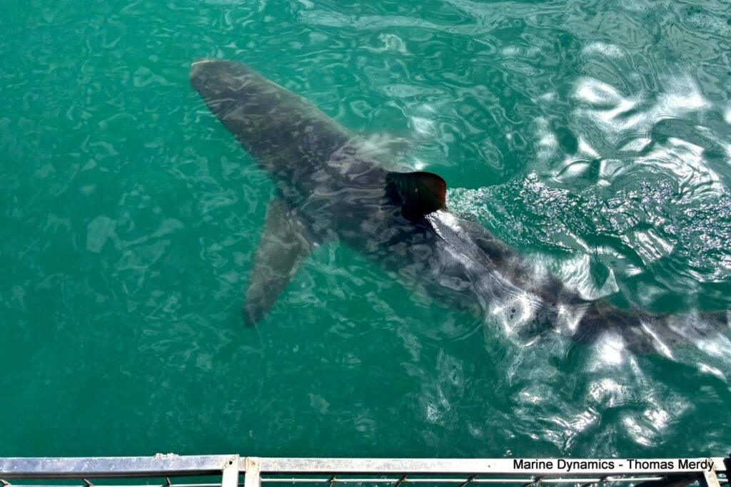 Shark cage diving, South Africa, Gansbaai