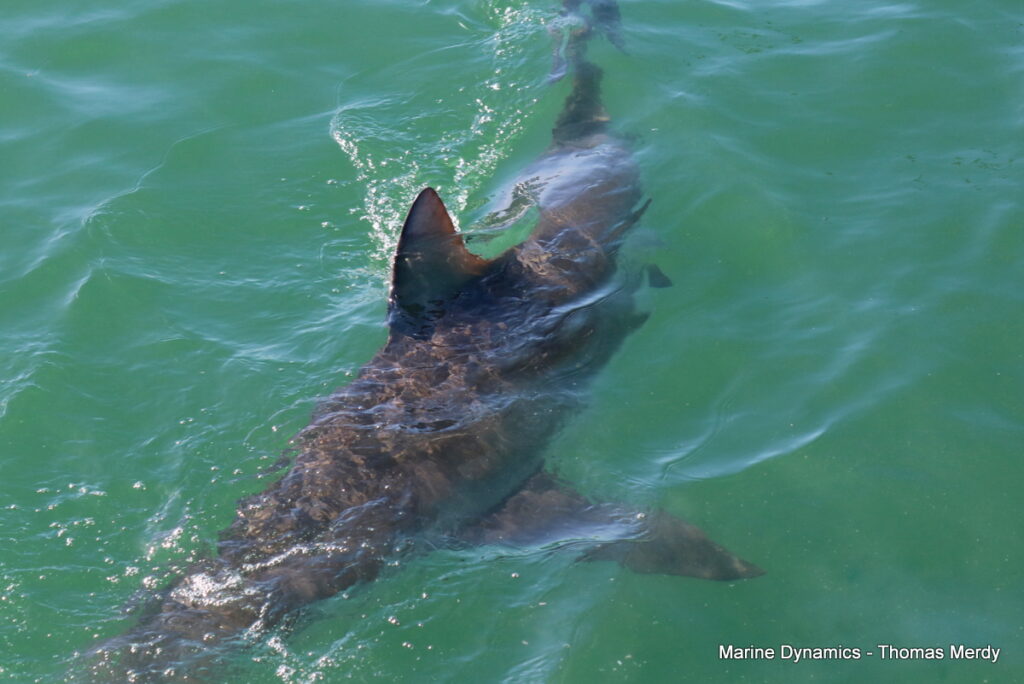 Shark cage diving, Gansbaai, South Africa