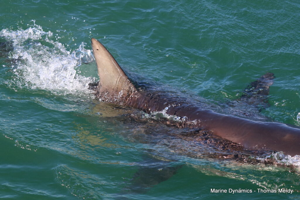 Shark cage diving, Gansbaai, South Africa