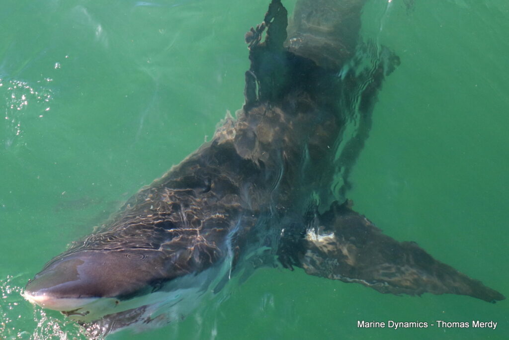 Shark cage diving, Gansbaai, South Africa