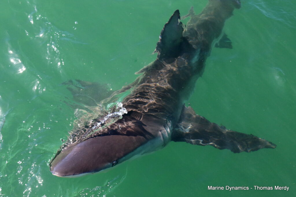 Shark cage diving, Gansbaai, South Africa