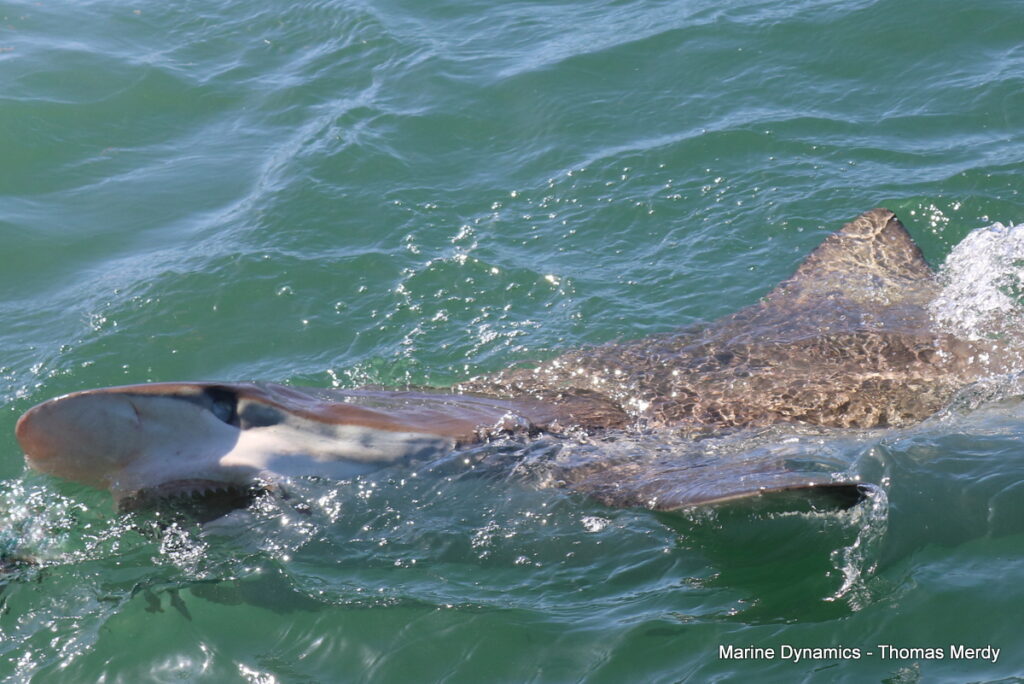 Shark cage diving, Gansbaai, South Africa