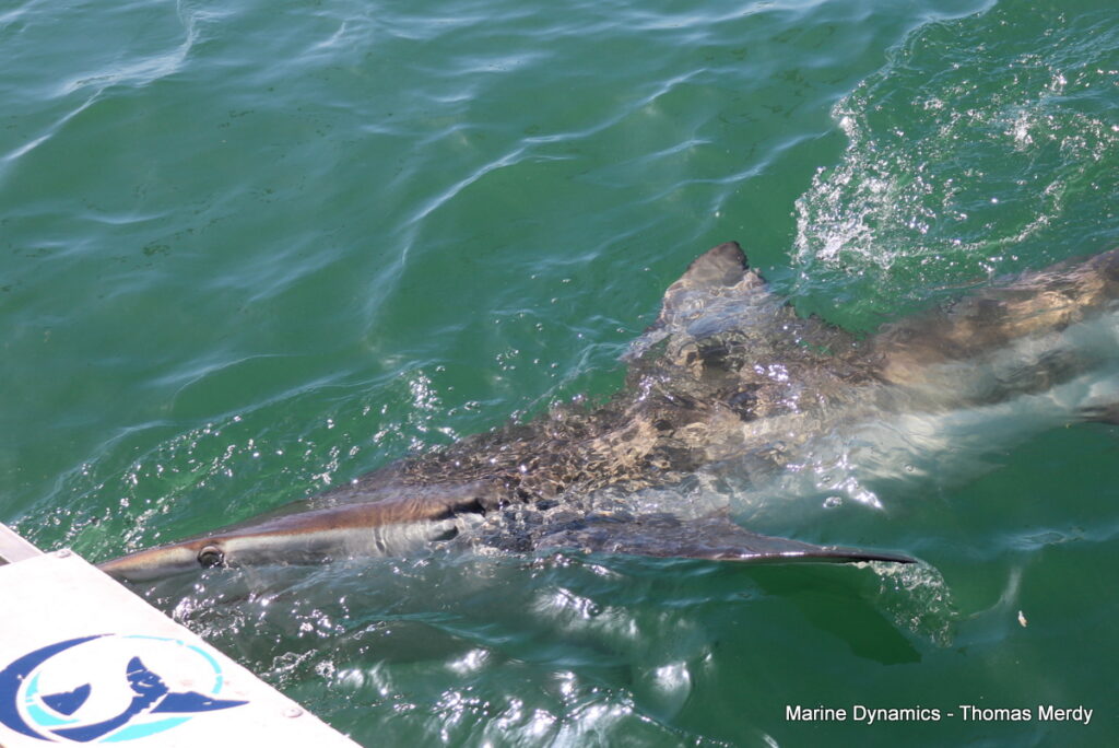 Shark cage diving, Gansbaai, South Africa