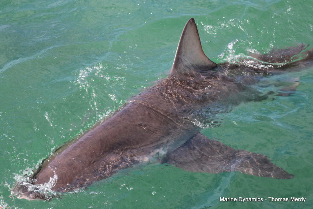 Shark cage diving, Gansbaai, South Africa