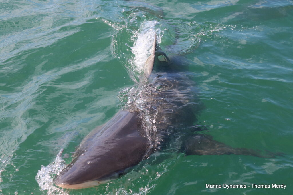 Shark cage diving, Gansbaai, South Africa