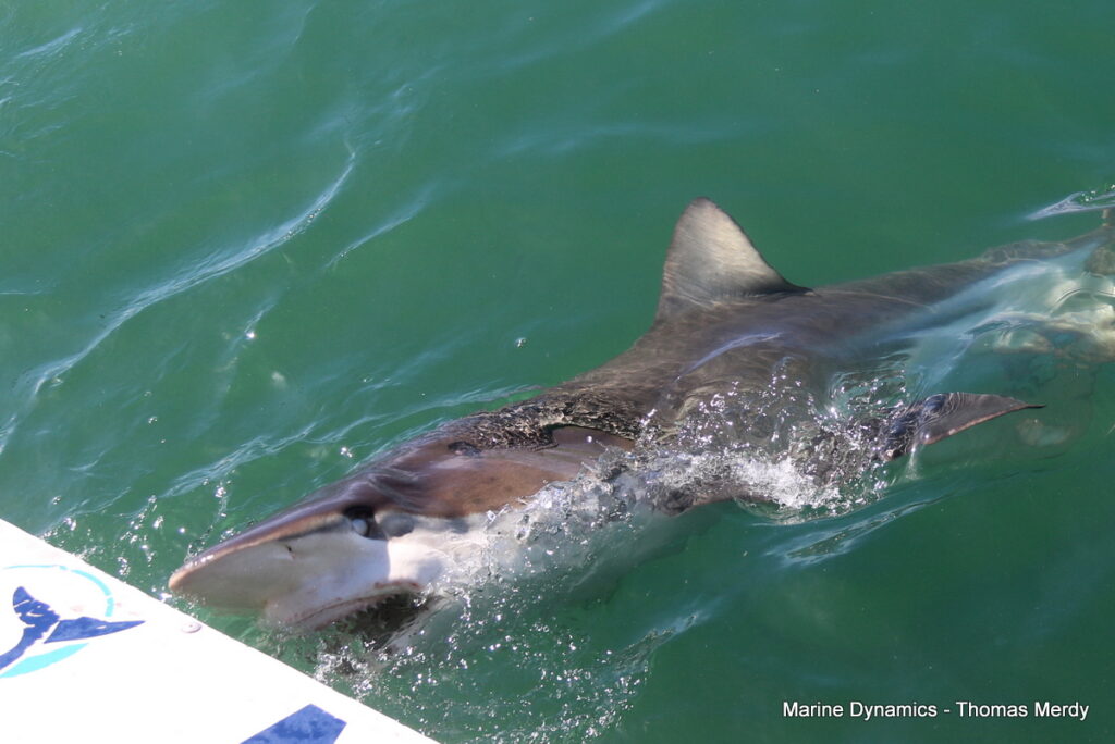 Shark cage diving, Gansbaai, South Africa