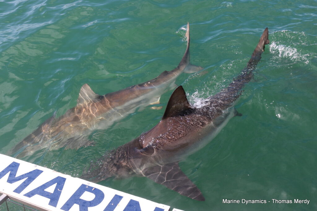 Shark cage diving, Gansbaai, South Africa