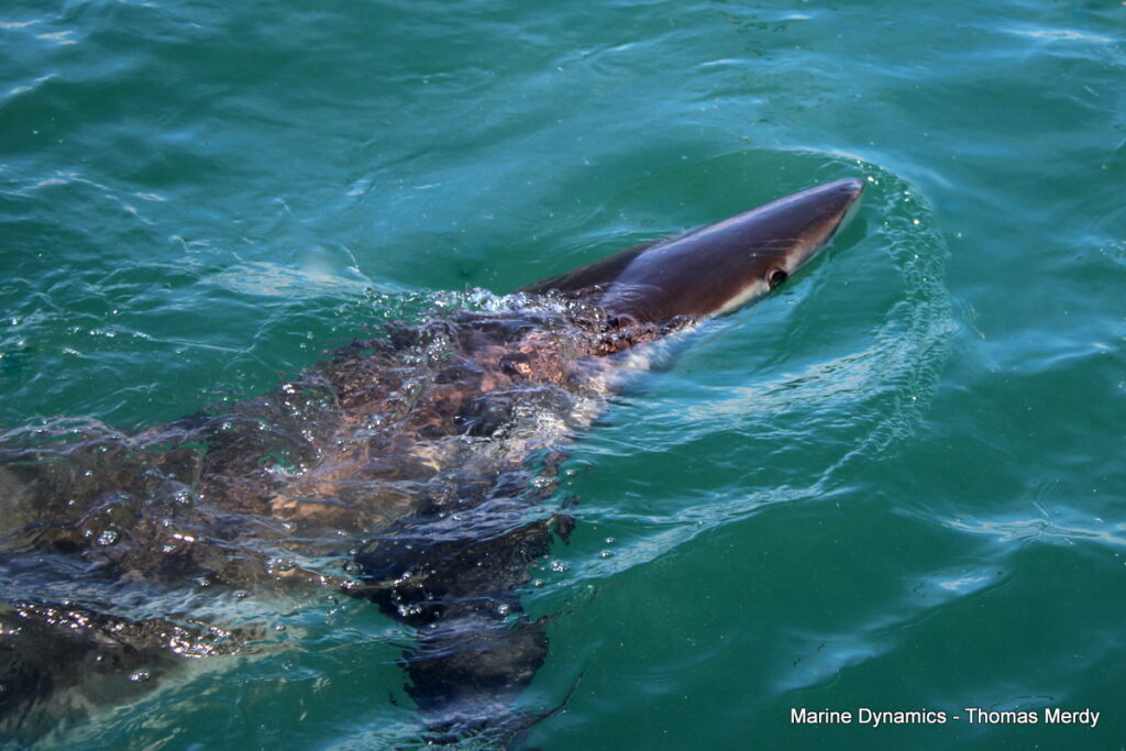 Shark cage diving, South Africa, Gansbaai