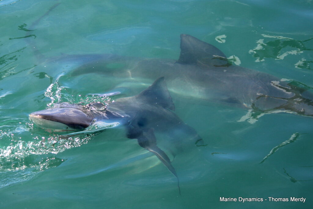 Shark cage diving, South Africa, Gansbaai