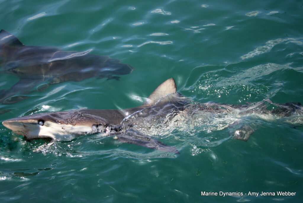 Shark cage diving, South Africa, Gansbaai