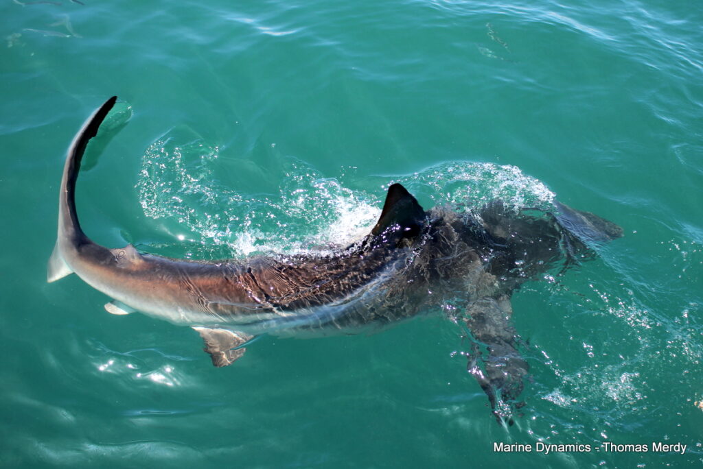 Shark cage diving, South Africa, Gansbaai