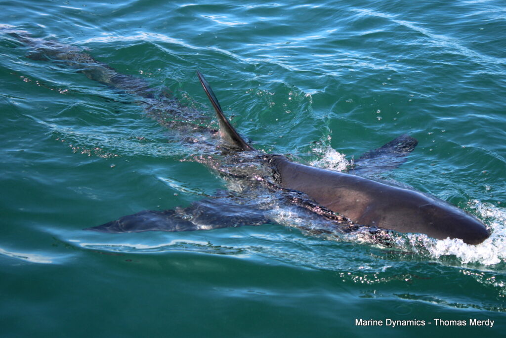 Shark cage diving, South Africa, Gansbaai